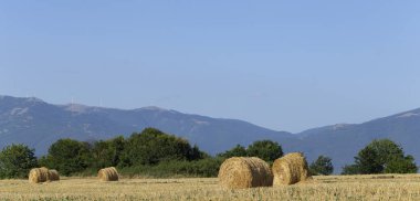Buğday hasadı. Tarlada yuvarlak saman balyaları. Dağlık alanlarda tarım.