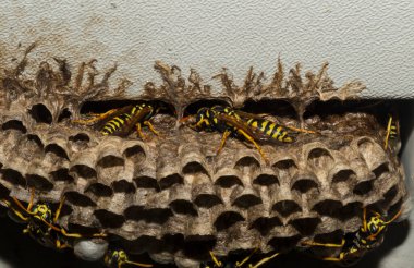 Avrupa kağıt eşekarısı (Polistes dominula). İmago, larva ve yumurtalı yaban arısı yuvası.