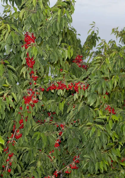 Cerisier Aux Fruits Mûrs Branches Parsemées Baies Rouges — Photo