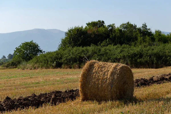 Búza Betakarítás Szalmabálák Mezőn Mezőgazdaság Hegyvidéki Területeken — Stock Fotó