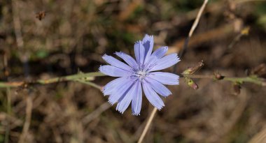 Asteraceae, papatya familyasının daimi bitkisi, parlak mavi çiçekleri ile yaygın hindiba (Cichorium intybus)..