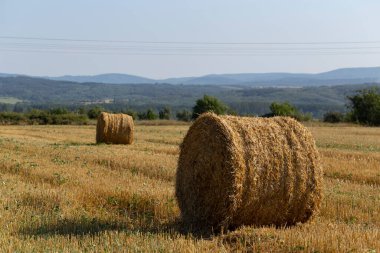 Buğday hasadı. Tarlada yuvarlak saman balyaları. Dağlık alanlarda tarım.