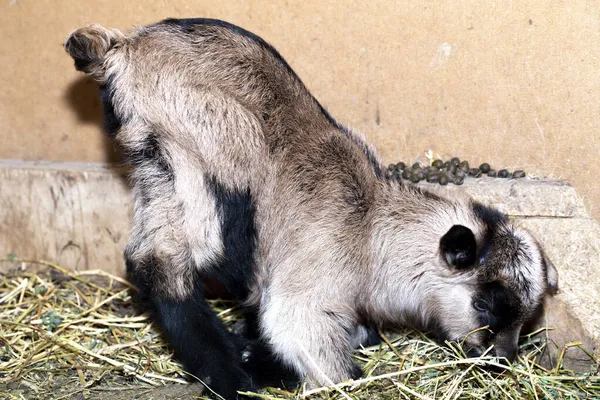 Alpine Goat Dairy Animal Een Kleine Slapende Baby Geit — Stockfoto