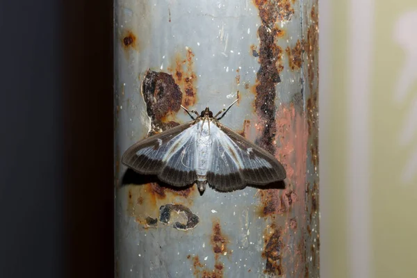 仙人掌蛾 Cydalima Spectral Talis 或箱形树蛾 Box Tree Moth 是仙人掌科的一种蛾 这只蝴蝶是个害虫 — 图库照片