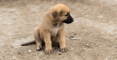 Orta Asya çobanı. Bölgelerindeki vahşi köpekler. Şirin, üzgün köpecik..