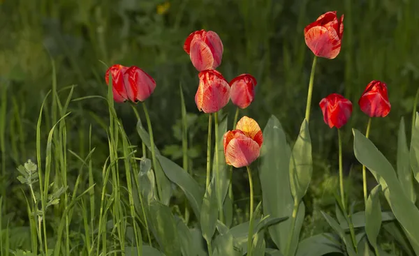 Flower Bed Red Tulips Flowering Cultivated Plants — Stock Photo, Image