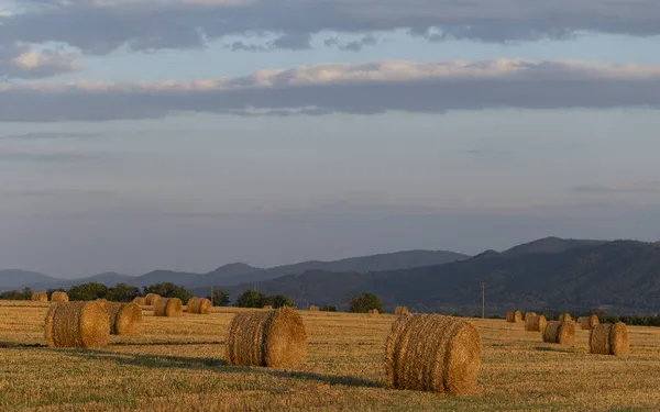 Raccolta Del Grano Balle Rotonde Paglia Nel Campo Agricoltura Nelle — Foto Stock