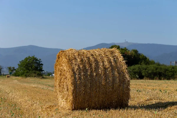 Σιτάρι Στρογγυλές Μπάλες Άχυρου Στο Χωράφι Γεωργία Στις Ορεινές Περιοχές — Φωτογραφία Αρχείου