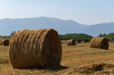 Buğday hasadı. Tarlada yuvarlak saman balyaları. Dağlık alanlarda tarım.