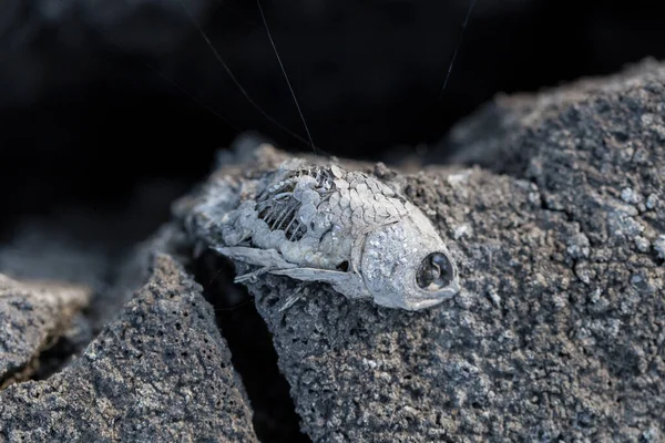 Decadência Cadáver Peixe Fundo Lago Seco Cataclismo Ambiental Morte Animais — Fotografia de Stock