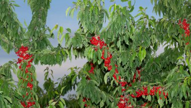 Olgun meyveli kiraz ağacı. Kırmızı böğürtlenlerle dolu dallar.