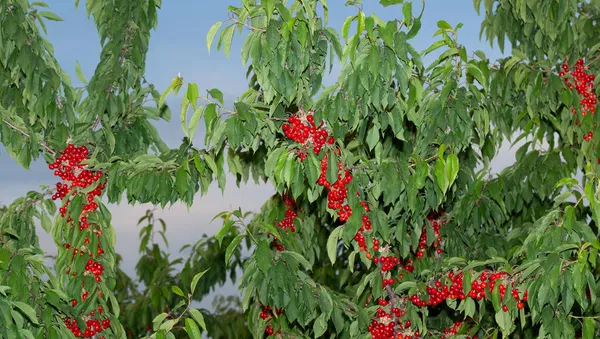 Olgun Meyveli Kiraz Ağacı Kırmızı Böğürtlenlerle Dolu Dallar — Stok fotoğraf