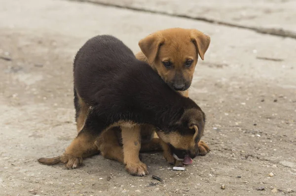 Owczarek Azji Środkowej Wściekłe Psy Ich Terytorium Gry Szczeniąt Związek — Zdjęcie stockowe
