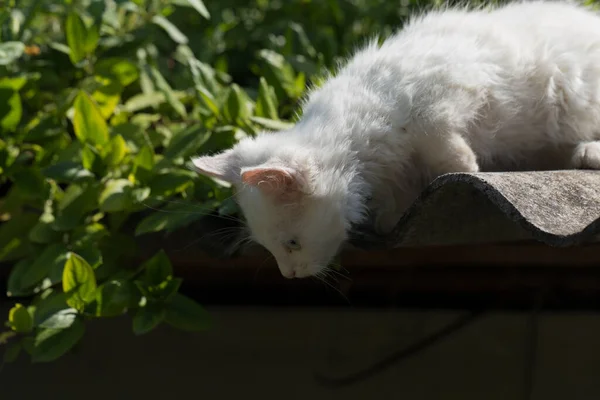 Egy Kék Szemű Fehér Bundás Cica Állat Felfedezi Környezetet Egy — Stock Fotó