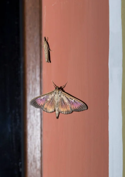 仙人掌蛾 Cydalima Spectral Talis 或箱形树蛾 Box Tree Moth 是仙人掌科的一种蛾 褐色变色 — 图库照片