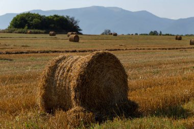Buğday hasadı. Tarlada yuvarlak saman balyaları. Dağlık alanlarda tarım.