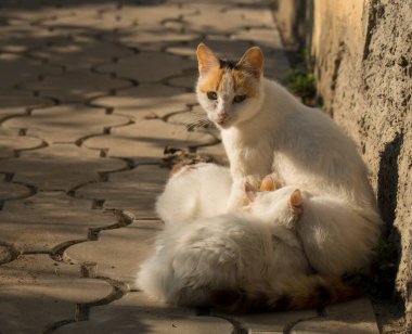 Bir kedi yavrularını göğsüyle besler. Annelik.