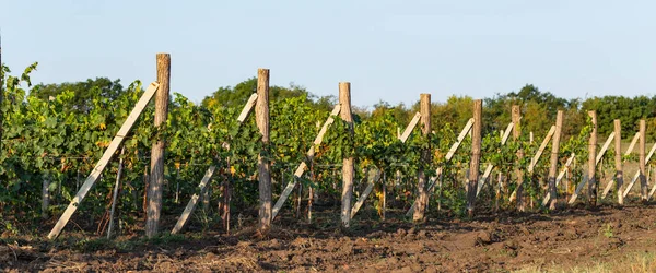 早春的葡萄园 摩尔多瓦的葡萄酒生产 — 图库照片