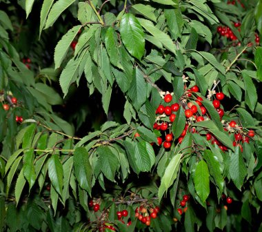 Olgun meyveli kiraz ağacı. Kırmızı böğürtlenlerle dolu dallar.