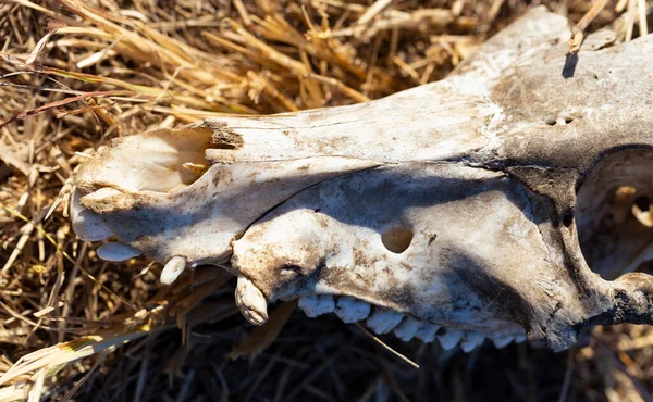 Cráneo Joven Jabalí Huesos Animales — Foto de Stock