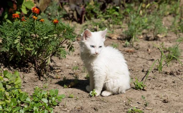 Gatinho Olhos Azuis Com Pêlo Branco Animal Explora Meio Ambiente — Fotografia de Stock