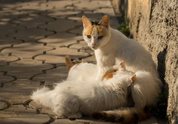 Cat Feeds Her Kittens Her Breast Motherhood — Stock Photo, Image