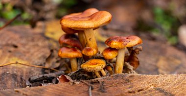 Enoki (Flammulina velutipes), Physalacriaceae familyasından bir mantar türüdür..