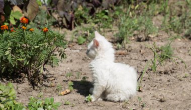Beyaz kürklü mavi gözlü bir kedi yavrusu. Hayvan çevreyi keşfeder. Genç bir yırtıcı..