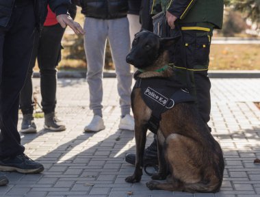 Çalışan bir köpek gösterisinde bir polis köpeği ve eğitmeni. Belçika Çoban Köpeği: Malinois.