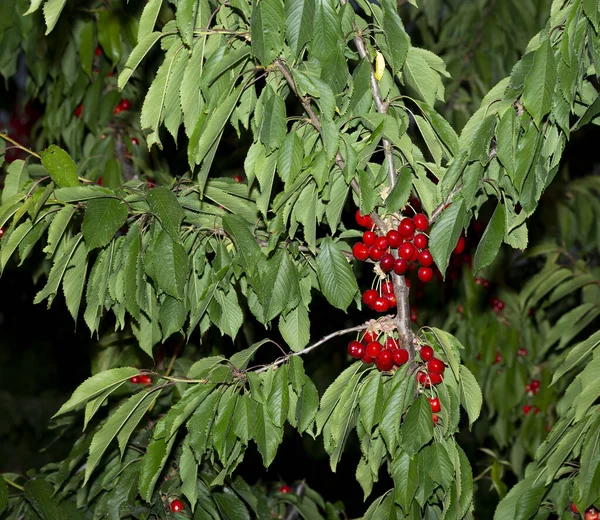 Kirschbaum Mit Reifen Früchten Zweige Mit Roten Beeren Übersät — Stockfoto