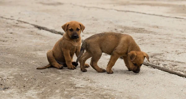 Orta Asya Çobanı Bölgelerindeki Vahşi Köpekler Köpek Maçları Hayvanlar Arasındaki — Stok fotoğraf