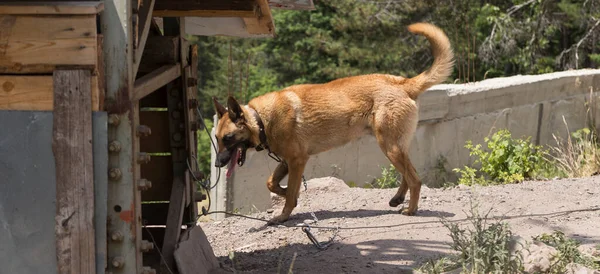 Belgische Herdershond Malinois Kettinghond Bewaakt Het Gebied — Stockfoto