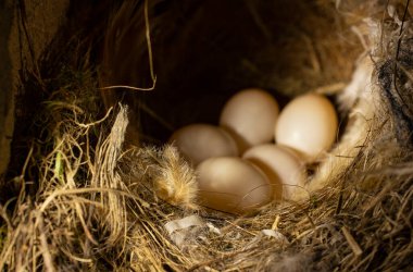 A nest with the eggs of a songbird from the order of passerines. Selective focus.