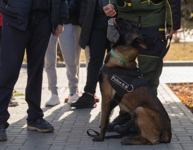 Çalışan bir köpek gösterisinde bir polis köpeği ve eğitmeni. Belçika Çoban Köpeği: Malinois.