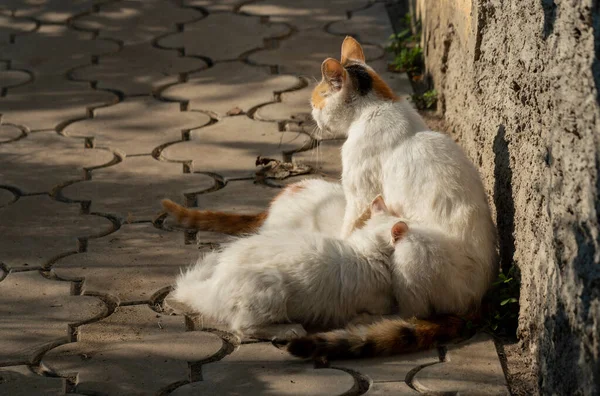 Eine Katze Füttert Ihre Kätzchen Mit Ihrer Brust Mutterschaft — Stockfoto