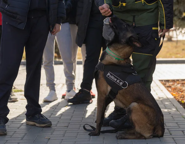 A police dog and his handler during a working dog demonstration. Belgian Shepherd Dog: Malinois.