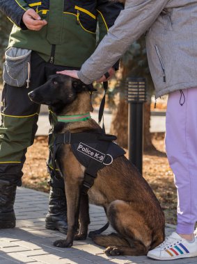 Çalışan bir köpek gösterisinde bir polis köpeği ve eğitmeni. Belçika Çoban Köpeği: Malinois.