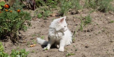 Beyaz kürklü mavi gözlü bir kedi yavrusu. Hayvan çevreyi keşfeder. Genç bir yırtıcı..