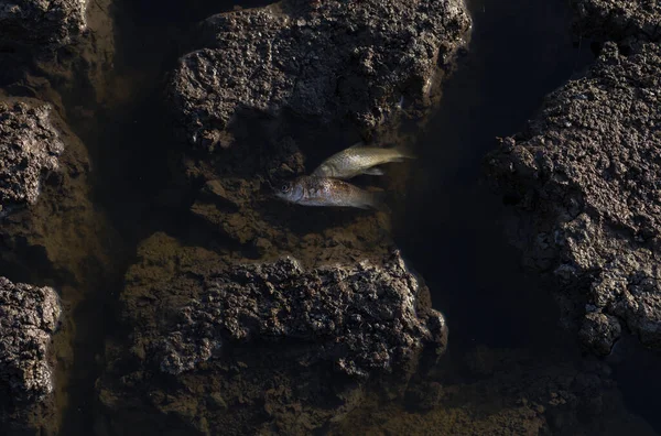 Екологічна Катастрофа Мертва Риба Воді Берегова Лінія Озера — стокове фото