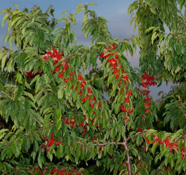 Olgun meyveli kiraz ağacı. Kırmızı böğürtlenlerle dolu dallar.