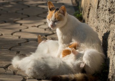 Bir kedi yavrularını göğsüyle besler. Annelik.