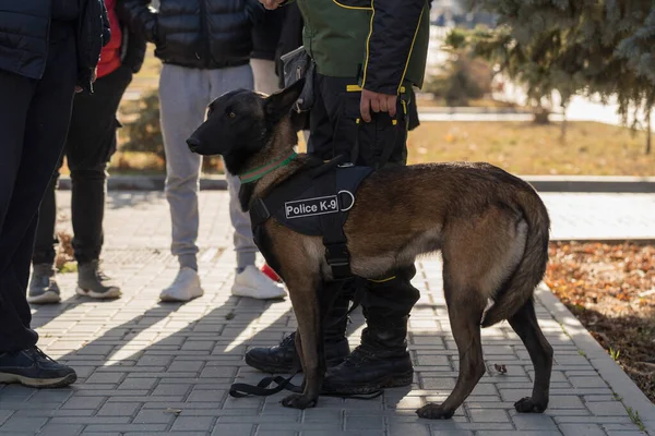 A police dog and his handler during a working dog demonstration. Belgian Shepherd Dog: Malinois.