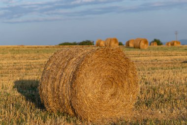 Buğday hasadı. Tarlada yuvarlak saman balyaları. Dağlık alanlarda tarım.