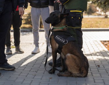 Çalışan bir köpek gösterisinde bir polis köpeği ve eğitmeni. Belçika Çoban Köpeği: Malinois.