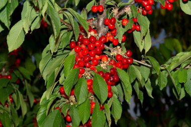 Olgun meyveli kiraz ağacı. Kırmızı böğürtlenlerle dolu dallar.