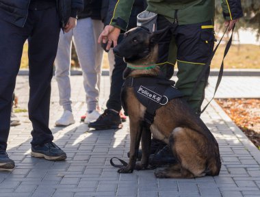 Çalışan bir köpek gösterisinde bir polis köpeği ve eğitmeni. Belçika Çoban Köpeği: Malinois.