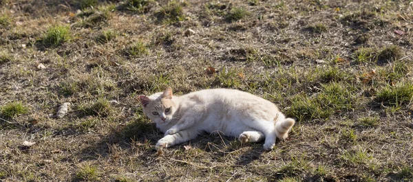 Eine Dicke Rote Katze Stürzt Auf Eine Lichtung — Stockfoto