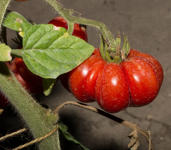 토마토는 위에서 익는다 토마토는 일반적으로 토마토 식물로 알려져 솔라눔 Solanum — 스톡 사진