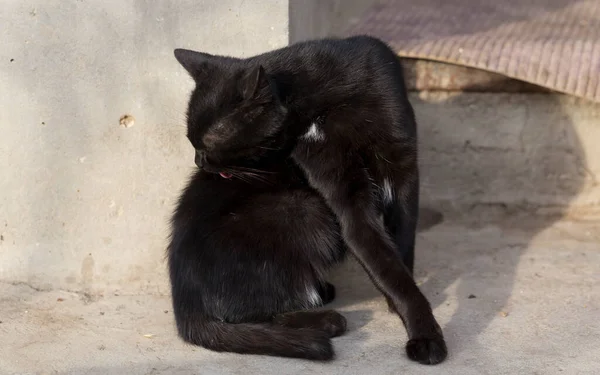 Μαύρη Γάτα Shorthair Νεαρό Αρπακτικό Ζώο Ακολουθεί Προσοχή Γύρω Πραγματικότητα — Φωτογραφία Αρχείου