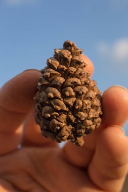 Mavi gökyüzüne karşı, bir adamın elinde bir kozalak.